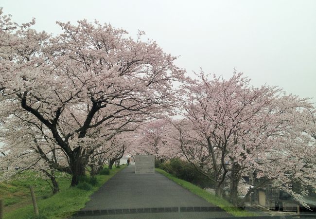 桜の名所宮川堤が散歩圏内！