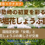 【ウチタイ】赤堀花しょうぶ園