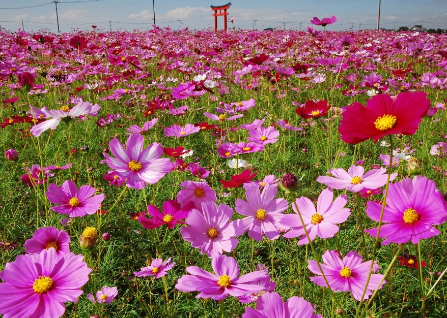 小泉コスモス畑（伊勢崎市）の画像